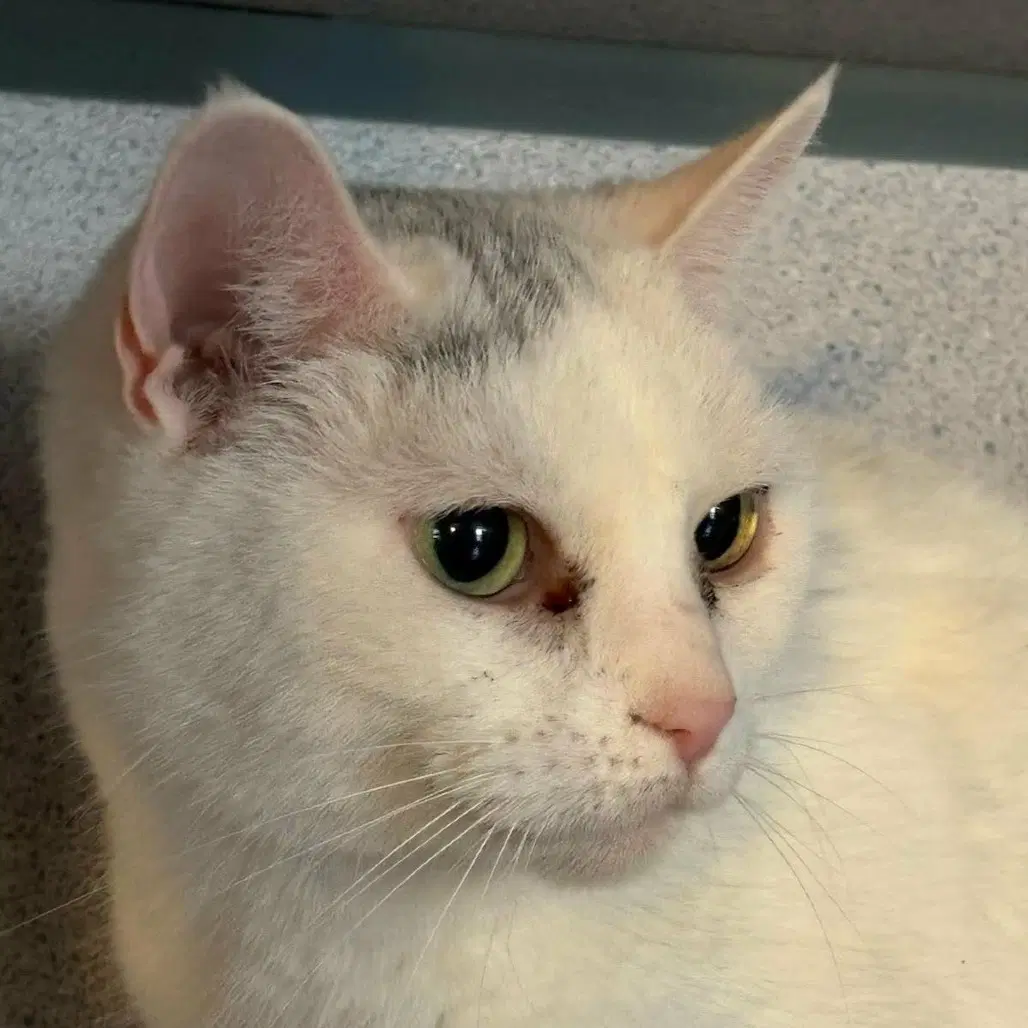Pandora - Domestic Short Hair