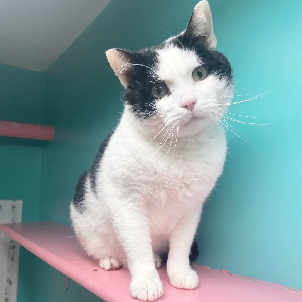 Macaroni - Domestic Short Hair