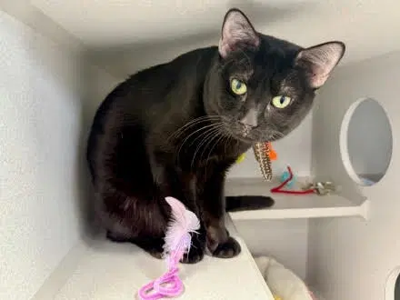 Baby Blue - Domestic Short Hair