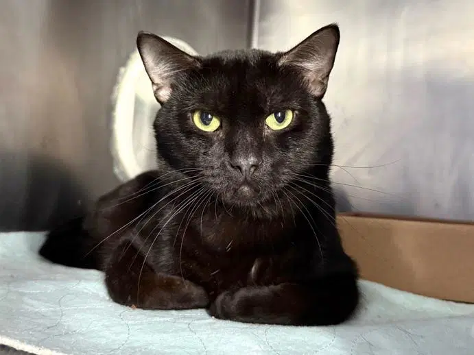 Twistyfig - Domestic Short Hair