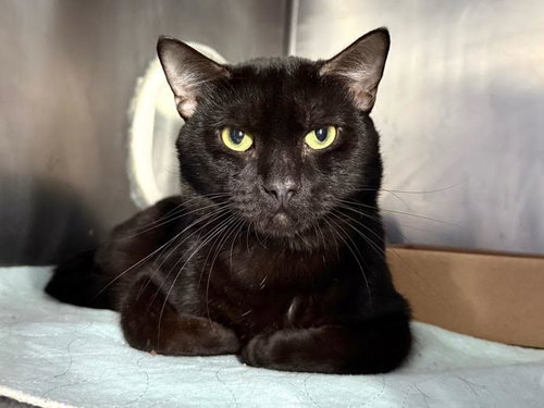 Twistyfig, Young Domestic Short Hair (short coat), cat for adoption in Hudson, New York