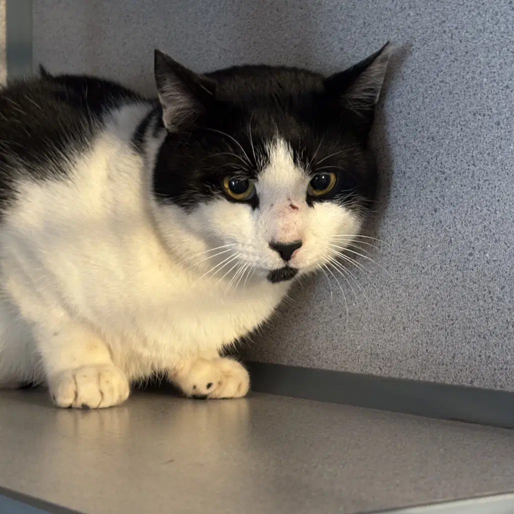 Forrest - Domestic Short Hair
