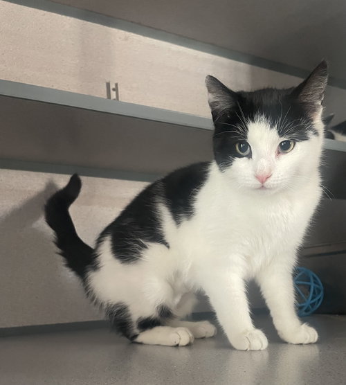 Jenni, an adoptable Domestic Short Hair in Hudson, NY