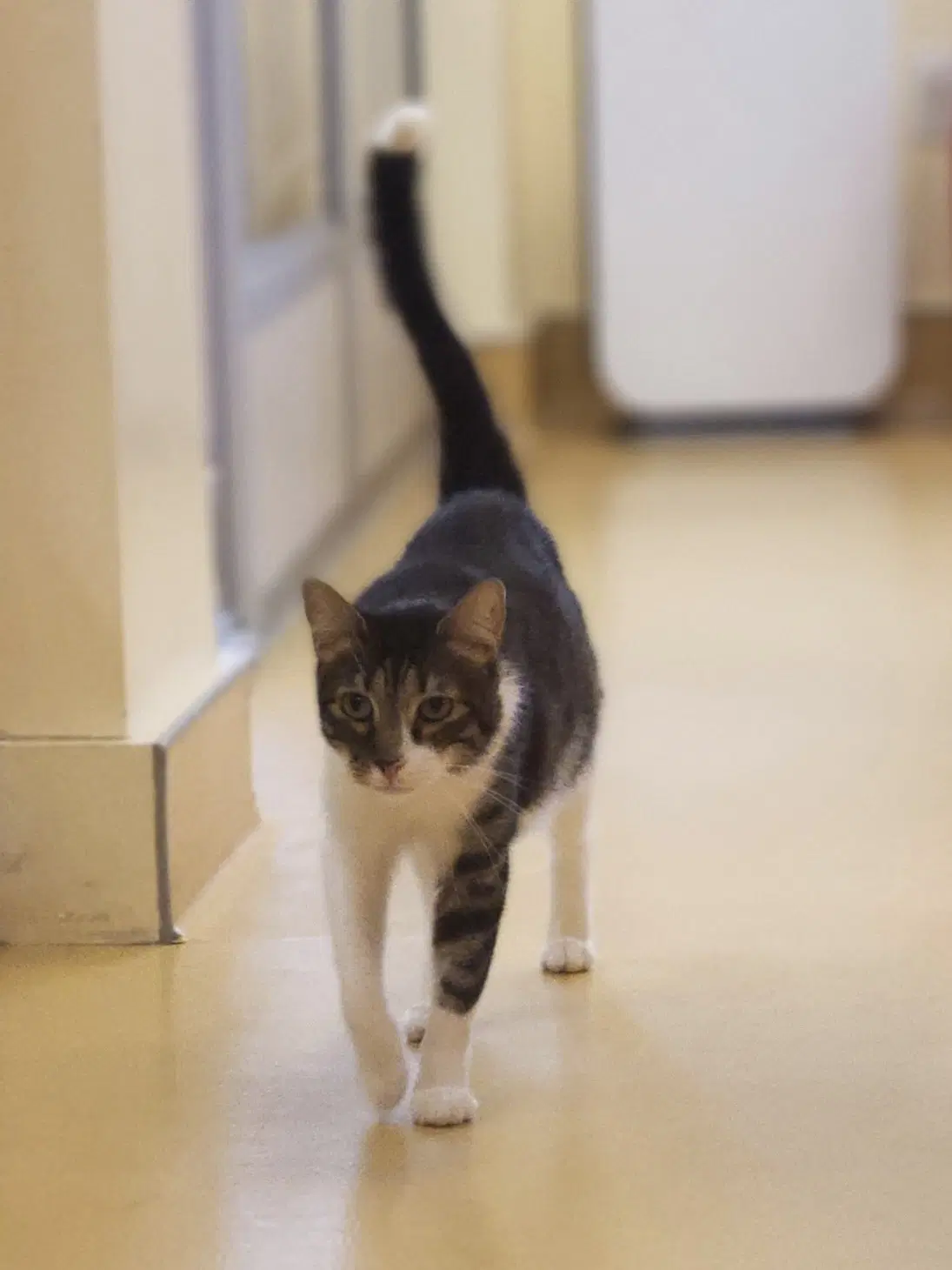 Baby Tiger - Domestic Short Hair