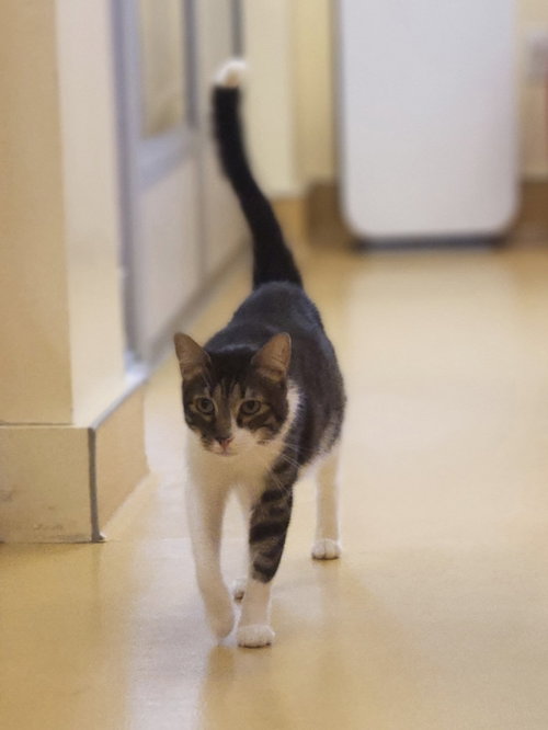 Baby Tiger, Adult Domestic Short Hair (short coat), cat for adoption in Hudson, New York