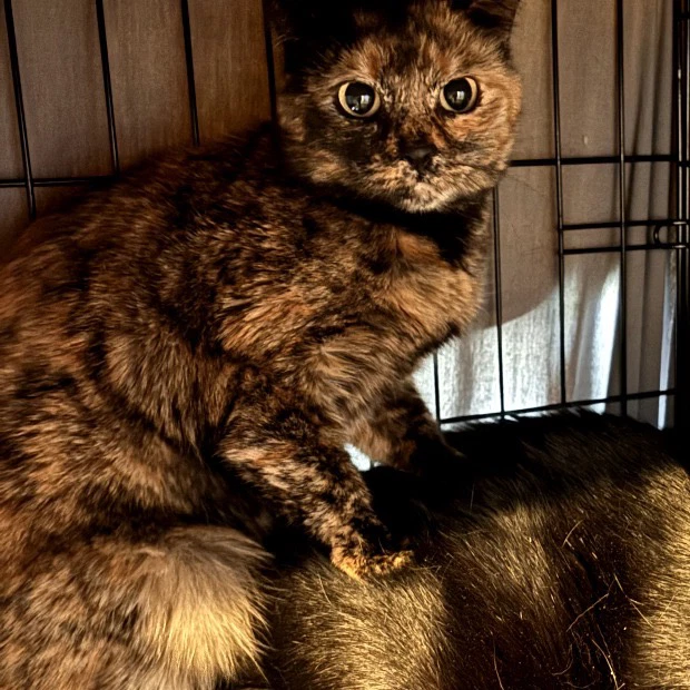 Bella