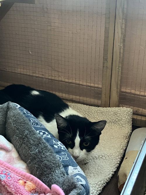 CALLIOPE - Domestic Short Hair available for adoption
