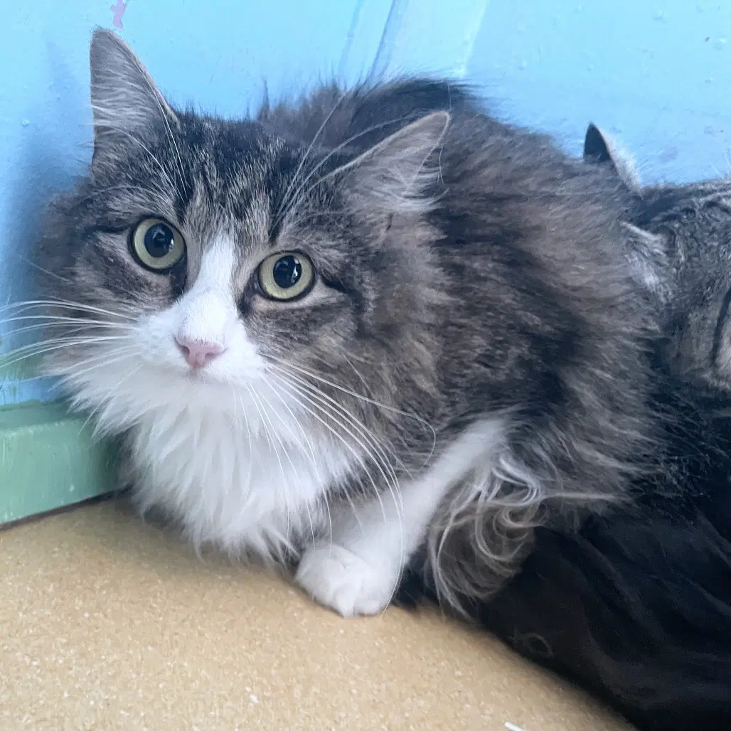 Cappuccino - Domestic Long Hair