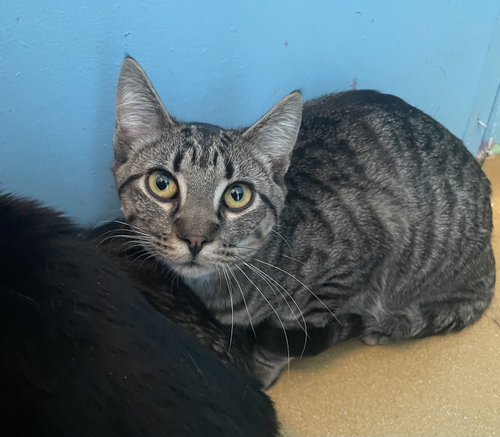 Alder/Hagrid, Young Domestic Short Hair, cat for adoption in Hudson, New York