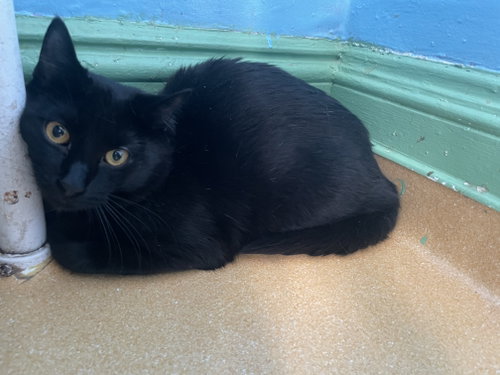 Sage/Blackberry, Young Domestic Short Hair, cat for adoption in Hudson, New York