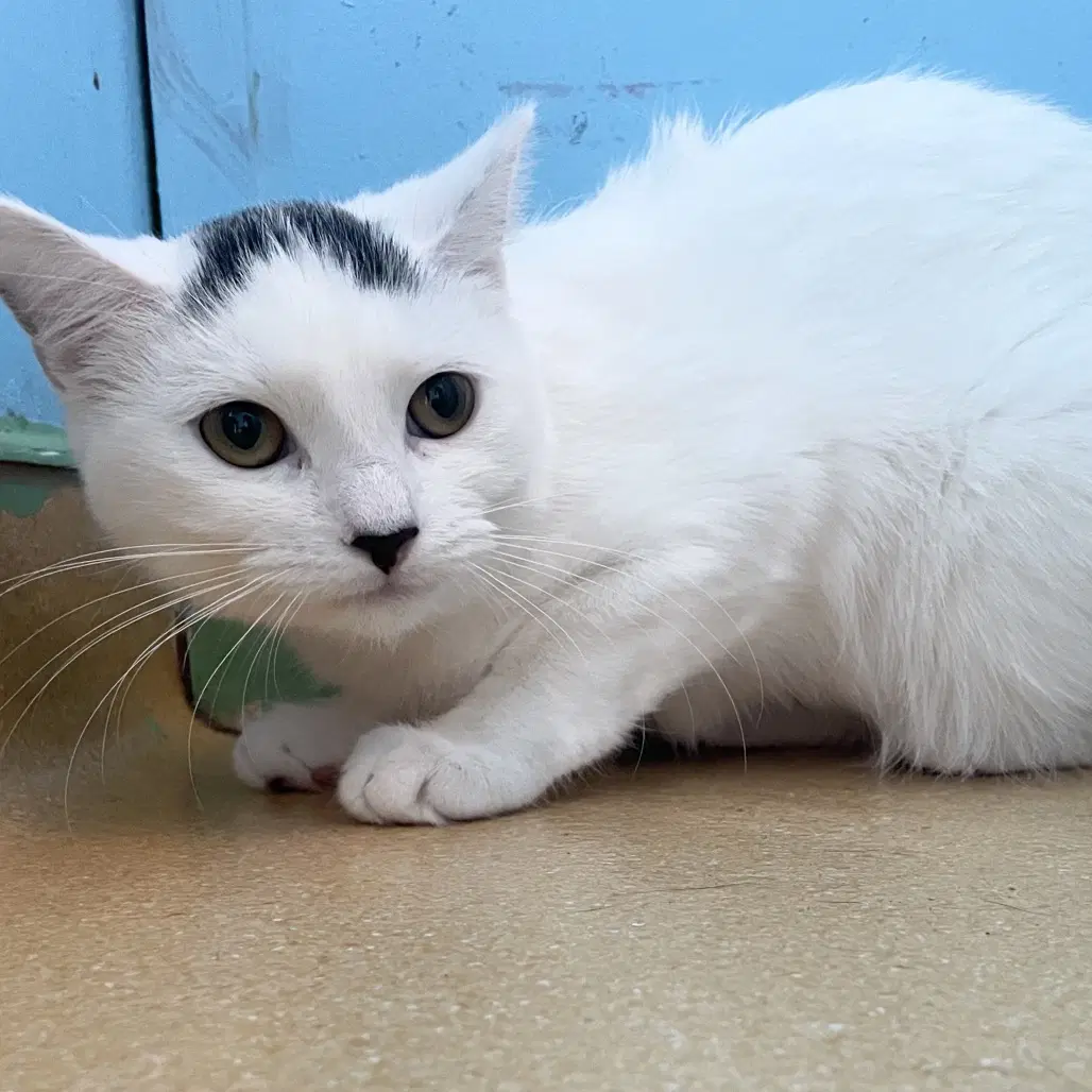 Valentine - Domestic Short Hair