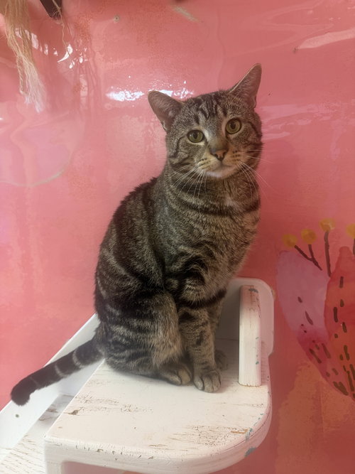 Evan, an adoptable Domestic Short Hair in Hudson, NY