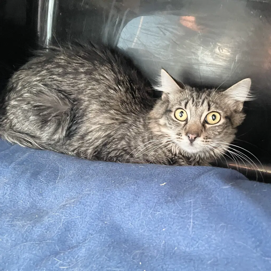 Rowanharry - Domestic Medium Hair