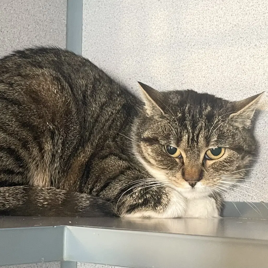 Miss Kitty - Domestic Short Hair