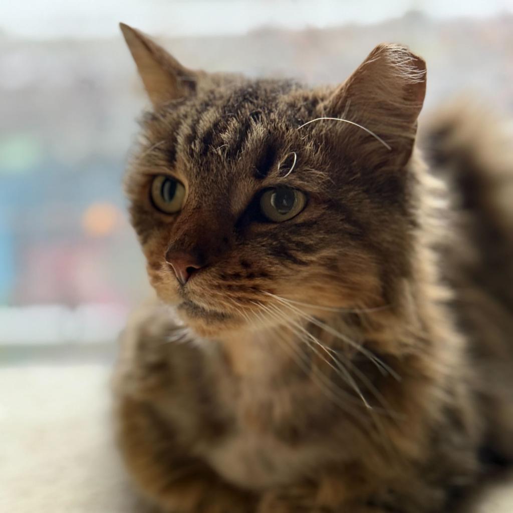 Maddie Image