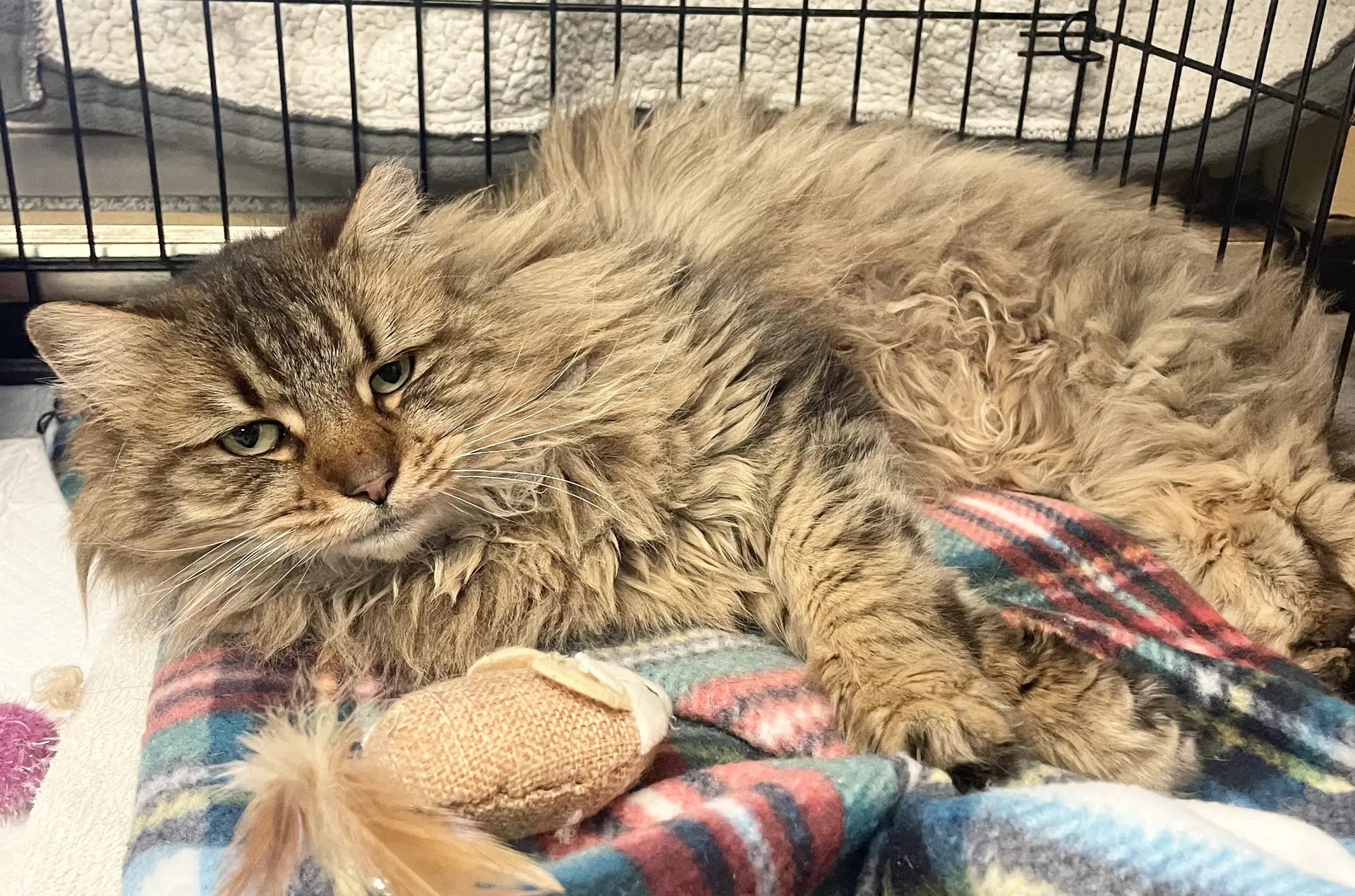 Maddie - Domestic Long Hair