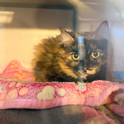 Pumpkin Spice, an adoptable Domestic Long Hair in Hudson, NY