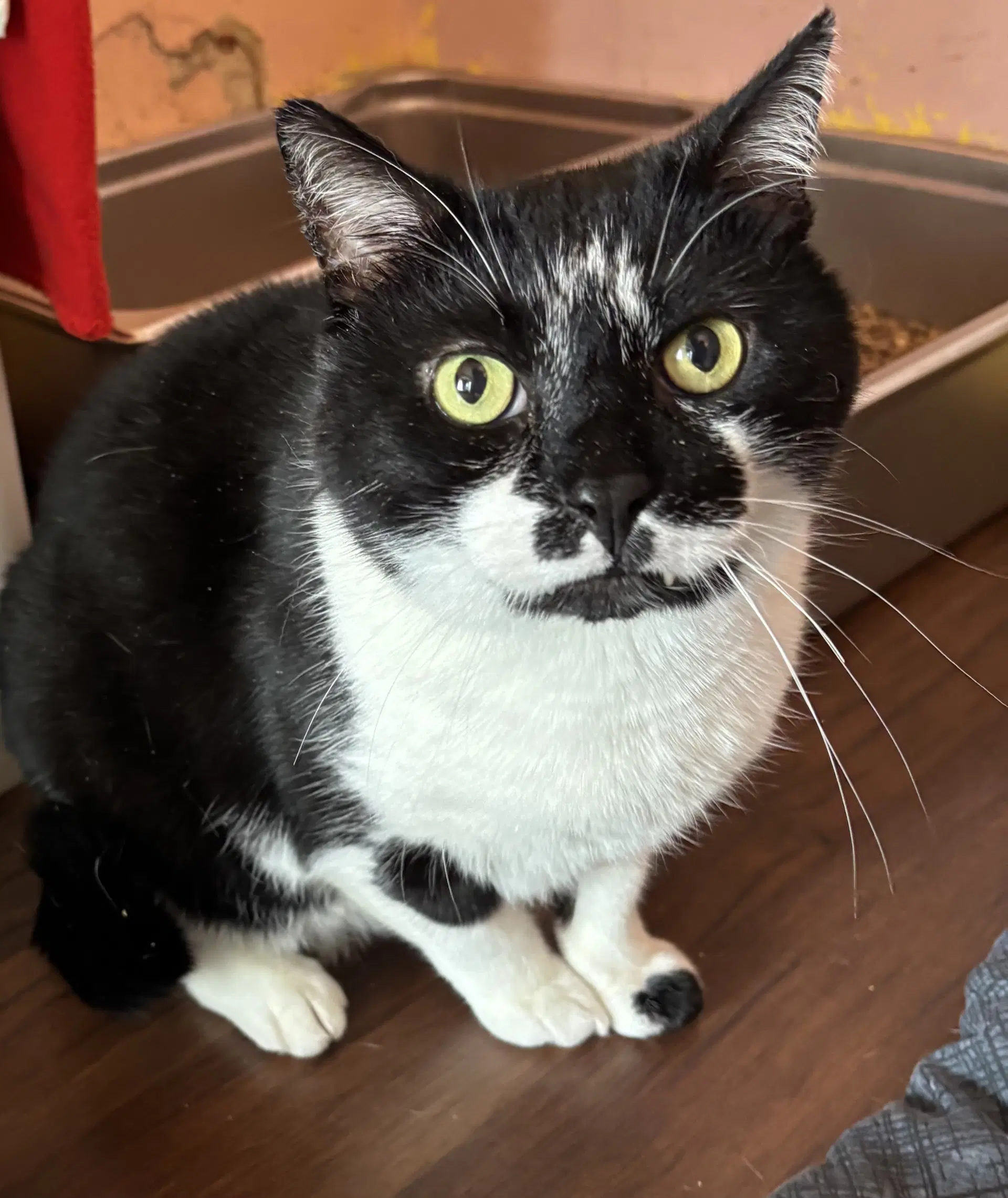 Hunter - Domestic Short Hair