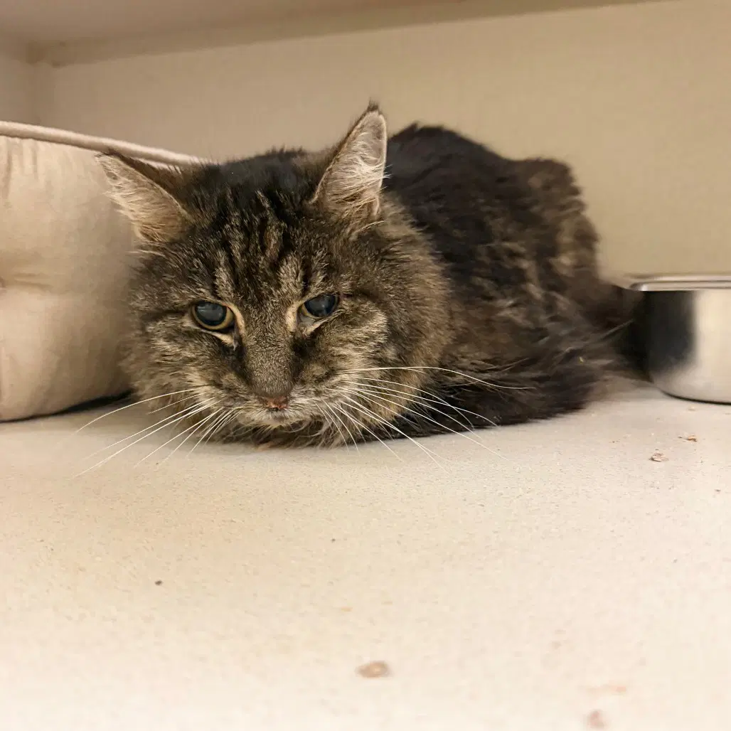 Purling - Domestic Long Hair