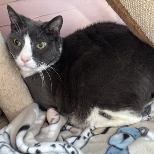 Roscoe, a cat for adoption from Animalkind Inc.