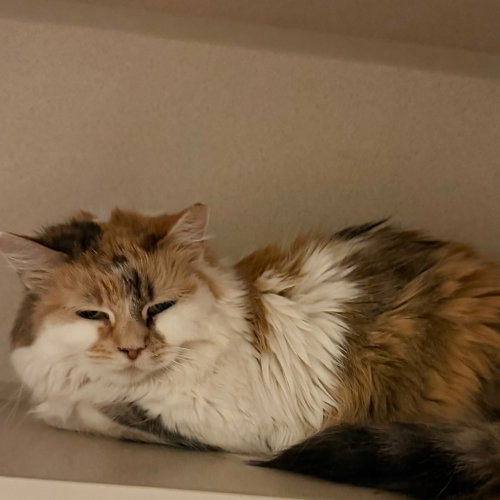 Phoenicia, a cat for adoption from Animalkind Inc.