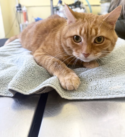 Cairo, Adult Domestic Short Hair (short coat), cat for adoption in Hudson, New York