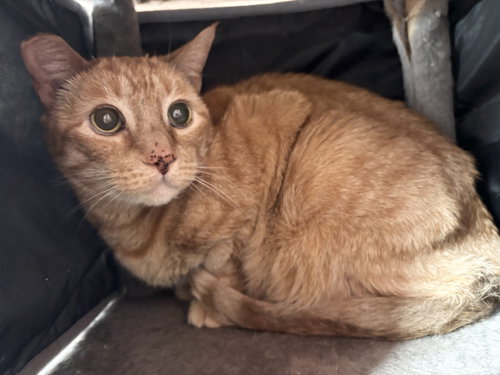 Ashland, Adult Domestic Short Hair (short coat), cat for adoption in Hudson, New York