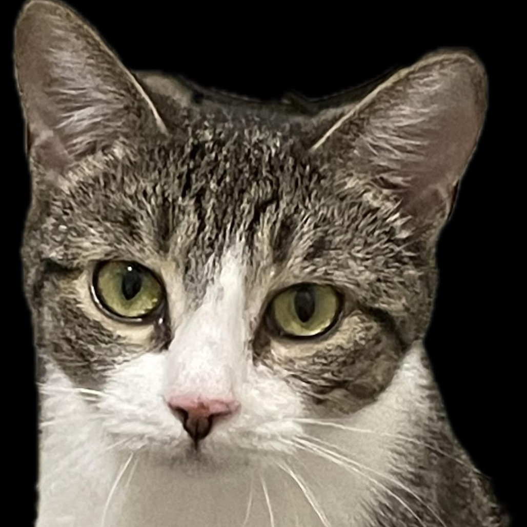 Spicy Nug Nug, cat