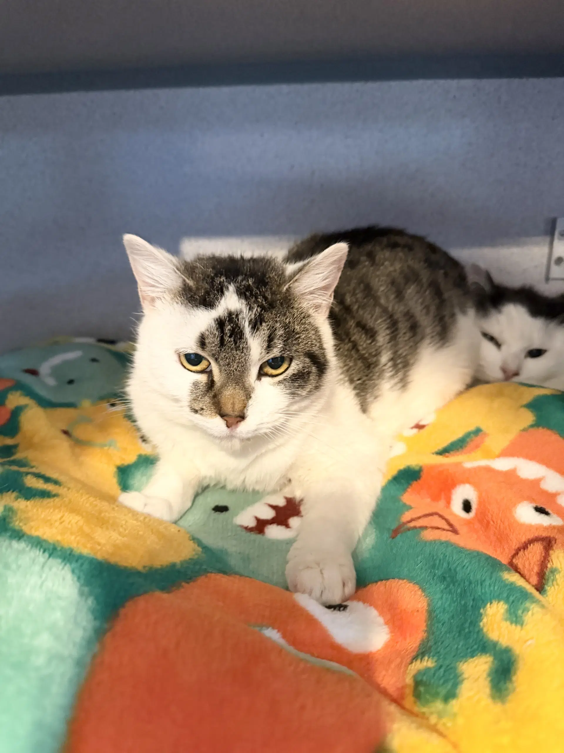 Penny - Domestic Short Hair