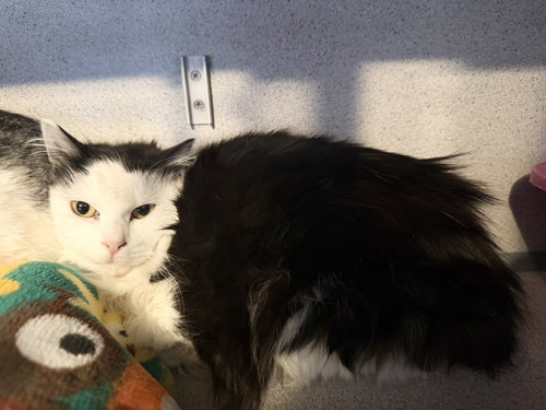 Miss Yvonne, Young Domestic Long Hair (long coat), cat for adoption in Hudson, New York