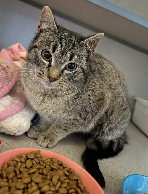 Mickie, Young Domestic Short Hair (short coat), cat for adoption in Hudson, New York