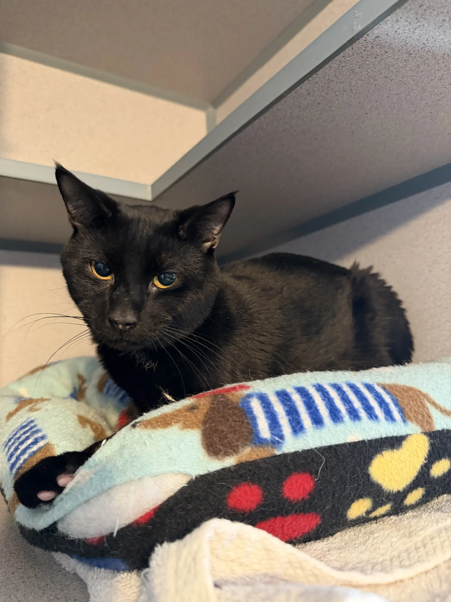 Barty - Domestic Short Hair
