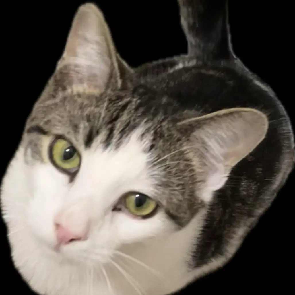 Ying - Domestic Short Hair