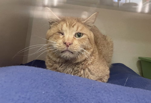 Trent, Adult Domestic Short Hair (short coat), cat for adoption in Hudson, New York