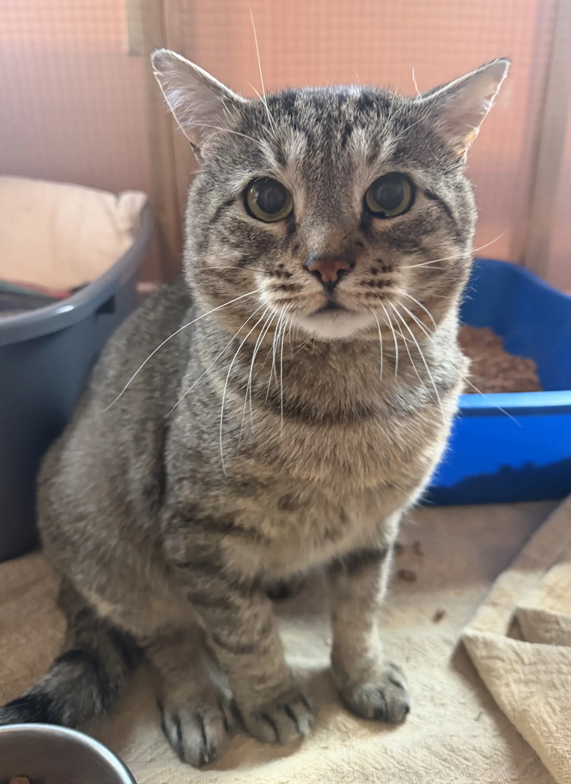 Picasso - Domestic Short Hair