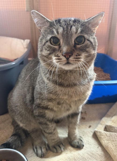 Picasso, an adoptable Domestic Short Hair in Hudson, NY