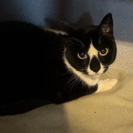 Hiro - Domestic Short Hair
