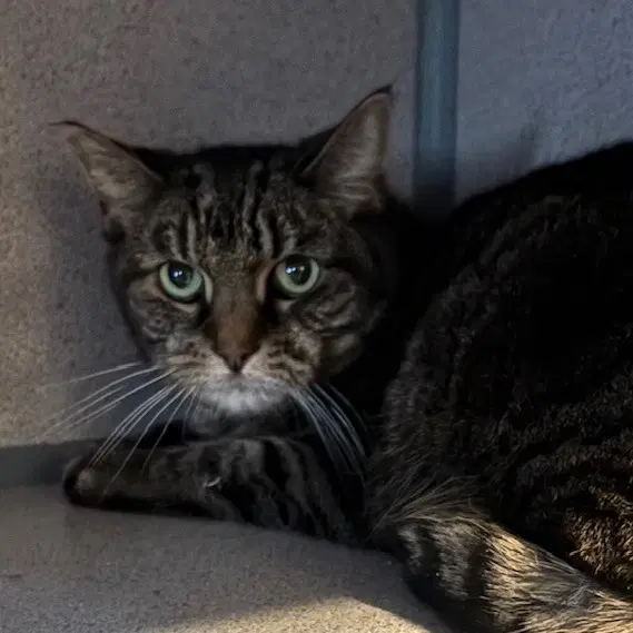Squeaks - Domestic Short Hair