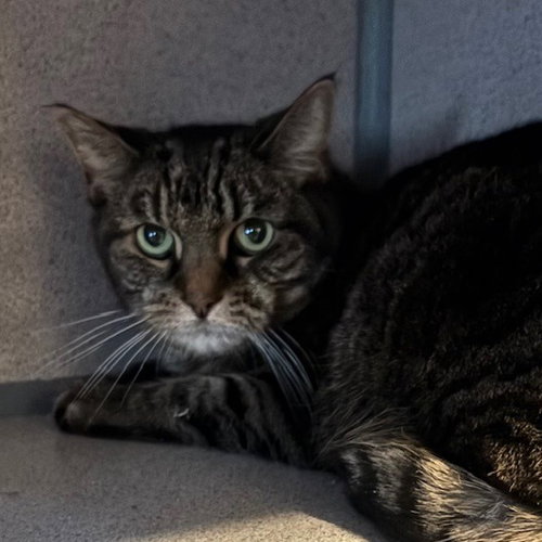 Squeaks, Senior Domestic Short Hair (short coat), cat for adoption in Hudson, New York