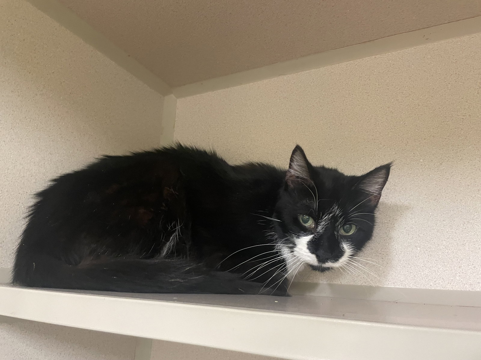 Carla Image