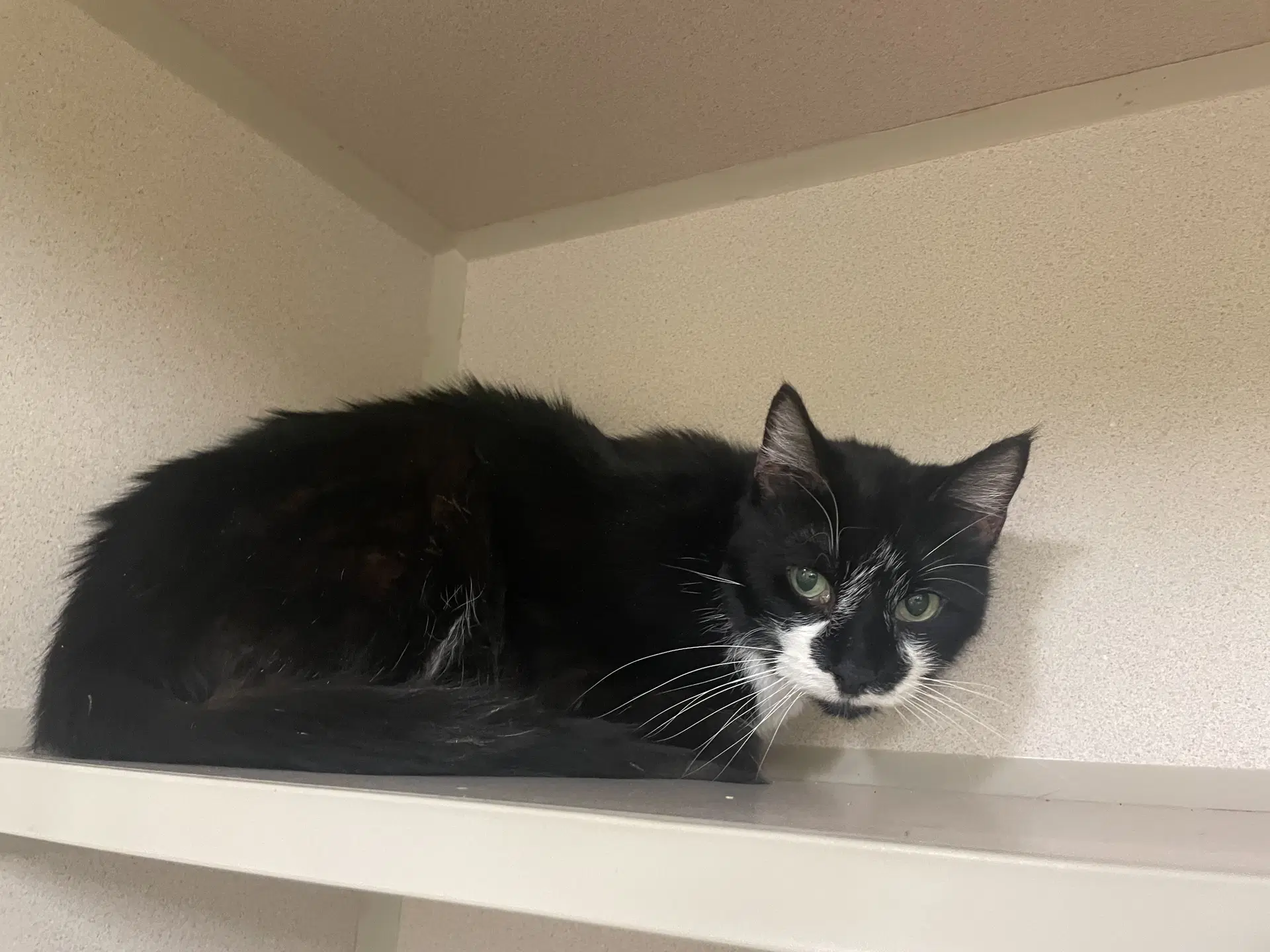 Carla - Domestic Short Hair