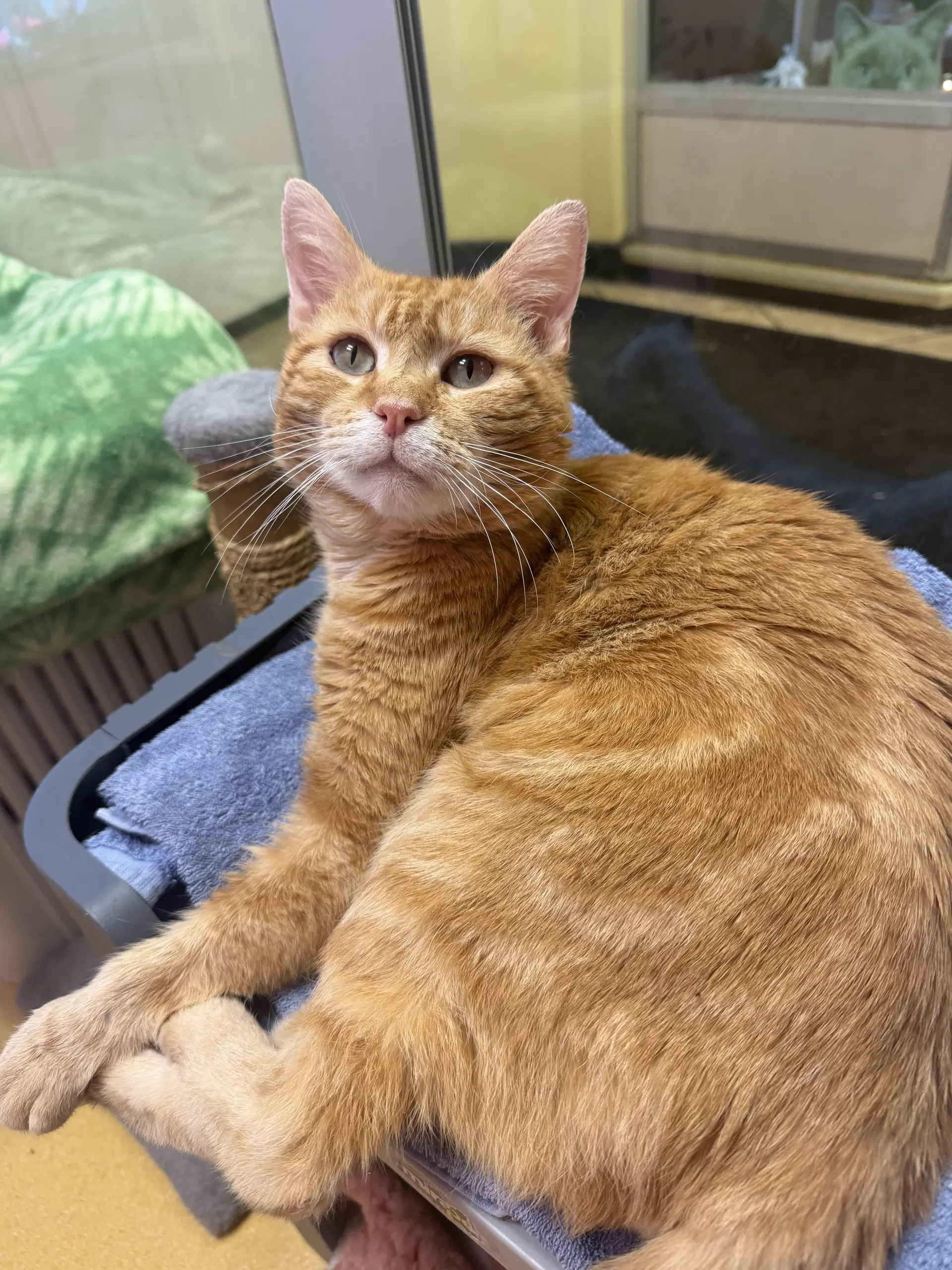 Zeus - Domestic Short Hair