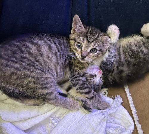 Bonnie, an adoptable Domestic Short Hair in Hudson, NY