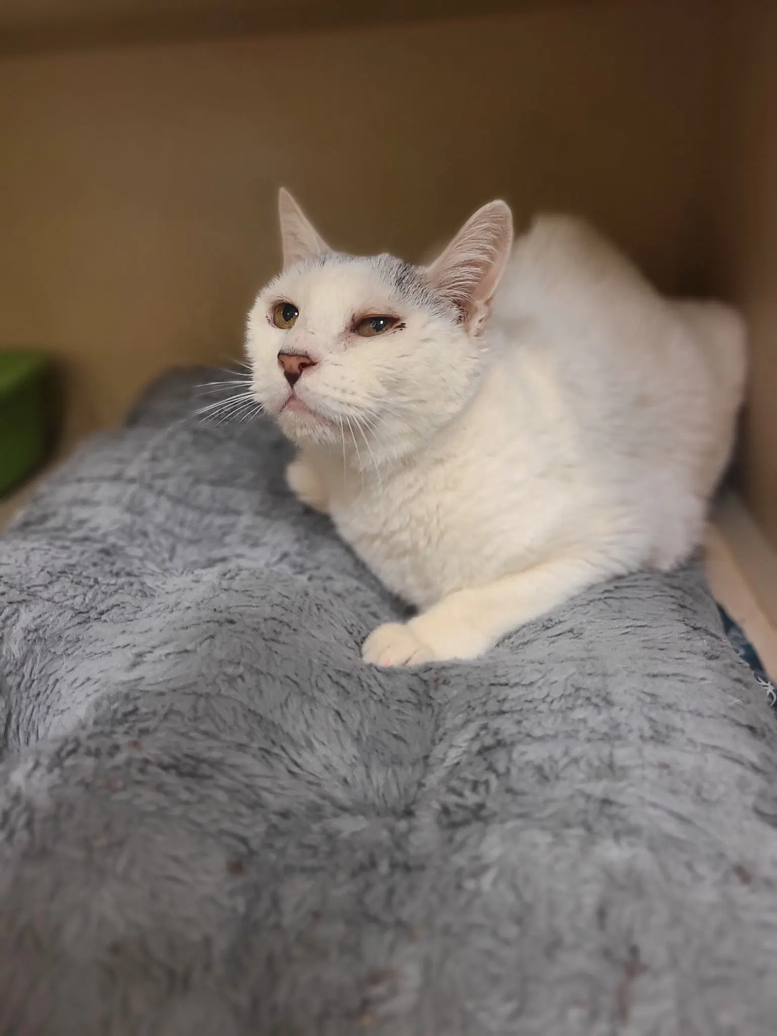 Snow - Domestic Short Hair