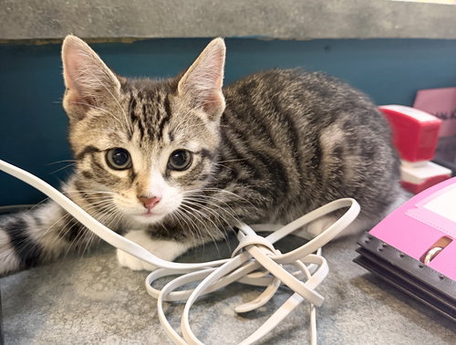 Chip, an adoptable Domestic Short Hair in Hudson, NY