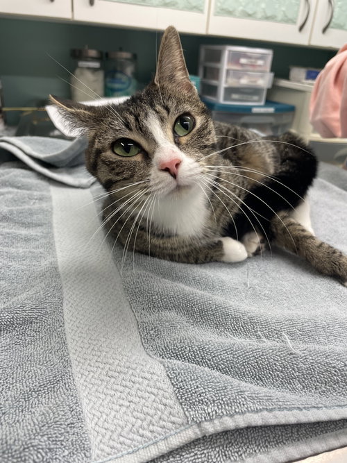 Pixie, Young Domestic Short Hair (short coat), cat for adoption in Hudson, New York