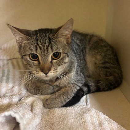 Una, an adoptable Domestic Short Hair in Hudson, NY