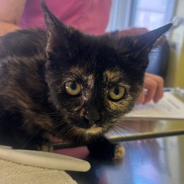 Enya, an adoptable Domestic Short Hair in Hudson, NY