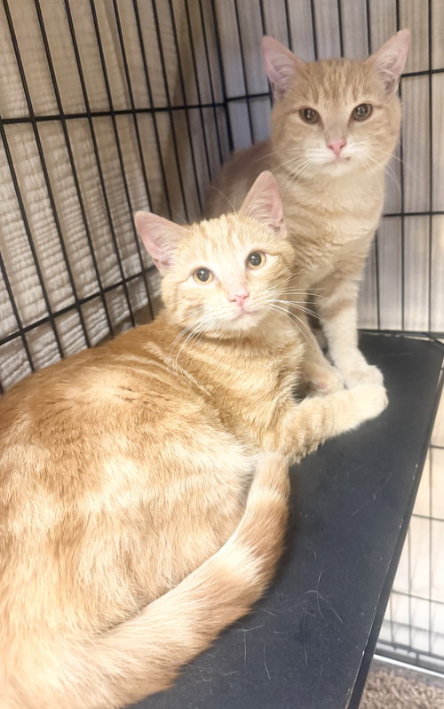 Percy, an adoptable Domestic Short Hair in Hudson, NY