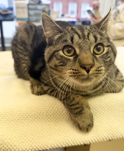 Bou-gie, an adoptable Domestic Short Hair in Hudson, NY